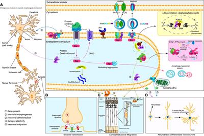 The regulatory role of endoplasmic reticulum chaperone proteins in neurodevelopment